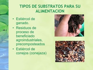 TIPOS DE SUBSTRATOS PARA SU ALIMENTACION Estiércol de ganado. Residuos de proceso de beneficiado agroindustriales,  precomposteados Estiércol de conejos (conejaza) 