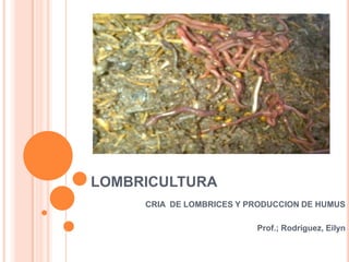 LOMBRICULTURA
     CRIA DE LOMBRICES Y PRODUCCION DE HUMUS

                          Prof.; Rodríguez, Eilyn
 