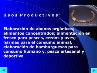 Usos Productivos:


Elaboración de abonos orgánicos;
alimentos concentrados; alimentación en
fresco para pesces, cerdos y aves;
harinas para el consumo animal,
elaboración de hamburguesas para
consumo humano y, pesca artesanal y
deportiva.
 