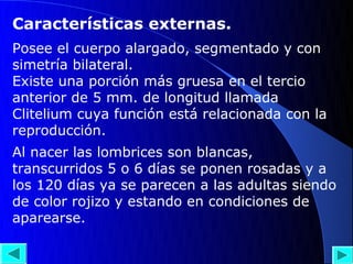 Características externas.
Posee el cuerpo alargado, segmentado y con
simetría bilateral.
Existe una porción más gruesa en el tercio
anterior de 5 mm. de longitud llamada
Clitelium cuya función está relacionada con la
reproducción.
Al nacer las lombrices son blancas,
transcurridos 5 o 6 días se ponen rosadas y a
los 120 días ya se parecen a las adultas siendo
de color rojizo y estando en condiciones de
aparearse.
 