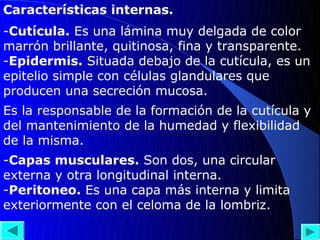 Características internas.
-Cutícula. Es una lámina muy delgada de color
marrón brillante, quitinosa, fina y transparente.
-Epidermis. Situada debajo de la cutícula, es un
epitelio simple con células glandulares que
producen una secreción mucosa.
Es la responsable de la formación de la cutícula y
del mantenimiento de la humedad y flexibilidad
de la misma.
-Capas musculares. Son dos, una circular
externa y otra longitudinal interna.
-Peritoneo. Es una capa más interna y limita
exteriormente con el celoma de la lombriz.
 