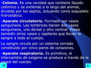 -Celoma. Es una cavidad que contiene líquido
celómico y se extiende a lo largo del animal,
dividida por los septos, actuando como esqueleto
hidrostático.
-Aparato circulatorio. Formado por vasos
sanguíneos. Las lombrices tienen dos vasos
sanguíneos, uno dorsal y otro ventral. Posee
también otros vasos y capilares que llevan la
sangre a todo el cuerpo.
La sangre circula por un sistema cerrado
constituido por cinco pares de corazones.
-Aparato respiratorio. Es primitivo, el
intercambio de oxígeno se produce a través de la
pared del cuerpo.
 