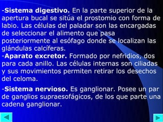 -Sistema digestivo. En la parte superior de la
apertura bucal se sitúa el prostomio con forma de
labio. Las células del paladar son las encargadas
de seleccionar el alimento que pasa
posteriormente al esófago donde se localizan las
glándulas calcíferas.
-Aparato excretor. Formado por nefridios, dos
para cada anillo. Las células internas son ciliadas
y sus movimientos permiten retirar los desechos
del celoma.
-Sistema nervioso. Es ganglionar. Posee un par
de ganglios supraesofágicos, de los que parte una
cadena ganglionar.
 