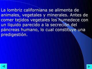 La lombriz californiana se alimenta de
animales, vegetales y minerales. Antes de
comer tejidos vegetales los humedece con
un líquido parecido a la secreción del
páncreas humano, lo cual constituye una
predigestión.
 