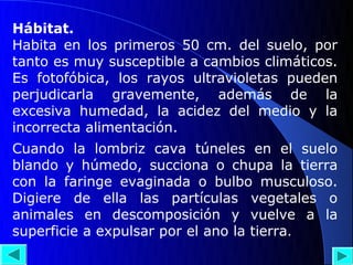 Hábitat.
Habita en los primeros 50 cm. del suelo, por
tanto es muy susceptible a cambios climáticos.
Es fotofóbica, los rayos ultravioletas pueden
perjudicarla gravemente, además de la
excesiva humedad, la acidez del medio y la
incorrecta alimentación.
Cuando la lombriz cava túneles en el suelo
blando y húmedo, succiona o chupa la tierra
con la faringe evaginada o bulbo musculoso.
Digiere de ella las partículas vegetales o
animales en descomposición y vuelve a la
superficie a expulsar por el ano la tierra.
 