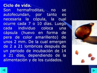 Ciclo de vida.
Son    hermafroditas,    no   se
autofecundan, por tanto es
necesaria la cópula, la cual
ocurre cada 7 o 10 días. Luego
cada    individuo   coloca   una
cápsula (huevo en forma de
pera de color amarillento) de
unos 2 mm. De la cual emergen
de 2 a 21 lombrices después de
un periodo de incubación de 14
a 21 días, dependiendo de la
alimentación y de los cuidados.
 