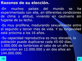 Razones de su elección.
-En   muchos     países  del    mundo    se    ha
experimentado con ella, en diferentes condiciones
de clima y altitud, viviendo en cautiverio sin
fugarse de su lecho.
-Es muy prolífera, madurando sexualmente entre
el segundo y tercer mes de vida. Y su longevidad
está próxima a los 16 años.
-Su capacidad reproductiva es muy elevada, la
población puede duplicarse cada 45-60 días.
1.000.000 de lombrices al cabo de un año se
convierten en 12.000.000 y en dos años en
144.000.000.
 