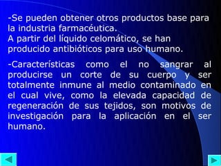 -Se pueden obtener otros productos base para
la industria farmacéutica.
A partir del líquido celomático, se han
producido antibióticos para uso humano.
-Características como el no sangrar al
producirse un corte de su cuerpo y ser
totalmente inmune al medio contaminado en
el cual vive, como la elevada capacidad de
regeneración de sus tejidos, son motivos de
investigación para la aplicación en el ser
humano.
 