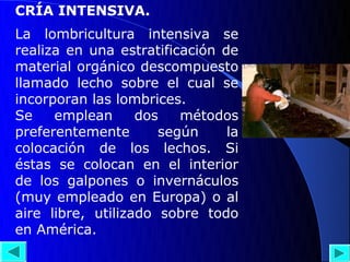 CRÍA INTENSIVA.
La lombricultura intensiva se
realiza en una estratificación de
material orgánico descompuesto
llamado lecho sobre el cual se
incorporan las lombrices.
Se    emplean      dos   métodos
preferentemente       según     la
colocación de los lechos. Si
éstas se colocan en el interior
de los galpones o invernáculos
(muy empleado en Europa) o al
aire libre, utilizado sobre todo
en América.
 