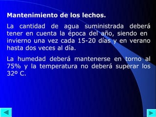 Mantenimiento de los lechos.
La cantidad de agua suministrada deberá
tener en cuenta la época del año, siendo en
invierno una vez cada 15-20 días y en verano
hasta dos veces al día.
La humedad deberá mantenerse en torno al
75% y la temperatura no deberá superar los
32º C.
 