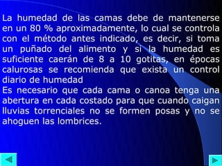 La humedad de las camas debe de mantenerse
en un 80 % aproximadamente, lo cual se controla
con el método antes indicado, es decir, si toma
un puñado del alimento y si la humedad es
suficiente caerán de 8 a 10 gotitas, en épocas
calurosas se recomienda que exista un control
diario de humedad
Es necesario que cada cama o canoa tenga una
abertura en cada costado para que cuando caigan
lluvias torrenciales no se formen posas y no se
ahoguen las lombrices.
 