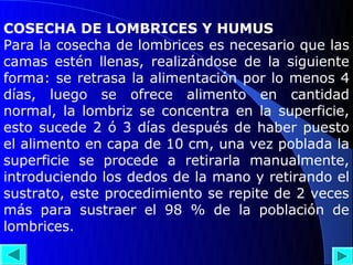 COSECHA DE LOMBRICES Y HUMUS
Para la cosecha de lombrices es necesario que las
camas estén llenas, realizándose de la siguiente
forma: se retrasa la alimentación por lo menos 4
días, luego se ofrece alimento en cantidad
normal, la lombriz se concentra en la superficie,
esto sucede 2 ó 3 días después de haber puesto
el alimento en capa de 10 cm, una vez poblada la
superficie se procede a retirarla manualmente,
introduciendo los dedos de la mano y retirando el
sustrato, este procedimiento se repite de 2 veces
más para sustraer el 98 % de la población de
lombrices.
 