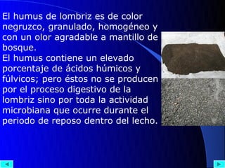 El humus de lombriz es de color
negruzco, granulado, homogéneo y
con un olor agradable a mantillo de
bosque.
El humus contiene un elevado
porcentaje de ácidos húmicos y
fúlvicos; pero éstos no se producen
por el proceso digestivo de la
lombriz sino por toda la actividad
microbiana que ocurre durante el
periodo de reposo dentro del lecho.
 