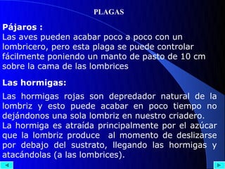 PLAGAS

Pájaros :
Las aves pueden acabar poco a poco con un
lombricero, pero esta plaga se puede controlar
fácilmente poniendo un manto de pasto de 10 cm
sobre la cama de las lombrices

Las hormigas:
Las hormigas rojas son depredador natural de la
lombriz y esto puede acabar en poco tiempo no
dejándonos una sola lombriz en nuestro criadero.
La hormiga es atraída principalmente por el azúcar
que la lombriz produce al momento de deslizarse
por debajo del sustrato, llegando las hormigas y
atacándolas (a las lombrices).
 