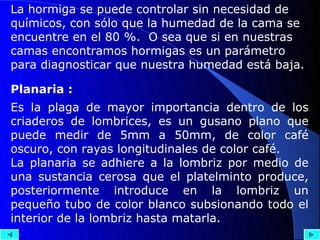 La hormiga se puede controlar sin necesidad de
químicos, con sólo que la humedad de la cama se
encuentre en el 80 %. O sea que si en nuestras
camas encontramos hormigas es un parámetro
para diagnosticar que nuestra humedad está baja.

Planaria :
Es la plaga de mayor importancia dentro de los
criaderos de lombrices, es un gusano plano que
puede medir de 5mm a 50mm, de color café
oscuro, con rayas longitudinales de color café.
La planaria se adhiere a la lombriz por medio de
una sustancia cerosa que el platelminto produce,
posteriormente introduce en la lombriz un
pequeño tubo de color blanco subsionando todo el
interior de la lombriz hasta matarla.
 