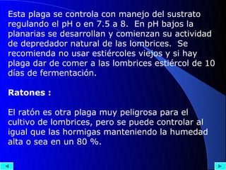 Esta plaga se controla con manejo del sustrato
regulando el pH o en 7.5 a 8. En pH bajos la
planarias se desarrollan y comienzan su actividad
de depredador natural de las lombrices. Se
recomienda no usar estiércoles viejos y si hay
plaga dar de comer a las lombrices estiércol de 10
días de fermentación.

Ratones :

El ratón es otra plaga muy peligrosa para el
cultivo de lombrices, pero se puede controlar al
igual que las hormigas manteniendo la humedad
alta o sea en un 80 %.
 