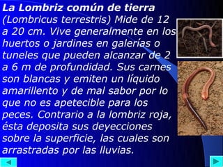 La Lombriz común de tierra
(Lombricus terrestris) Mide de 12
a 20 cm. Vive generalmente en los
huertos o jardines en galerías o
tuneles que pueden alcanzar de 2
a 6 m de profundidad. Sus carnes
son blancas y emiten un líquido
amarillento y de mal sabor por lo
que no es apetecible para los
peces. Contrario a la lombriz roja,
ésta deposita sus deyecciones
sobre la superficie, las cuales son
arrastradas por las lluvias.
 