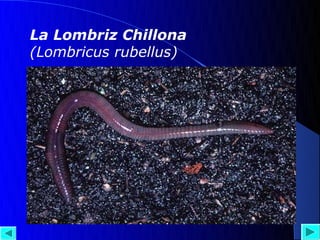 La Lombriz Chillona
(Lombricus rubellus)
 