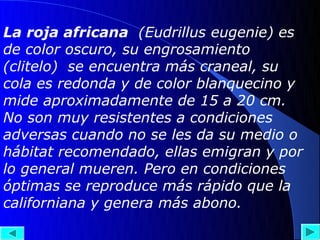 La roja africana (Eudrillus eugenie) es
de color oscuro, su engrosamiento
(clitelo) se encuentra más craneal, su
cola es redonda y de color blanquecino y
mide aproximadamente de 15 a 20 cm.
No son muy resistentes a condiciones
adversas cuando no se les da su medio o
hábitat recomendado, ellas emigran y por
lo general mueren. Pero en condiciones
óptimas se reproduce más rápido que la
californiana y genera más abono.
 