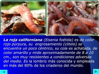La roja californiana (Eisenia foétida) es de color
rojo púrpura, su engrosamiento (clitelo) se
encuentra un poco céntrico, su cola es achatada, de
color amarillo y mide aproximadamente de 8 a 10
cm., son muy resistentes a condiciones adversas
del medio. Es la lombriz más conocida y empleada
en más del 80% de los criaderos del mundo.
 
