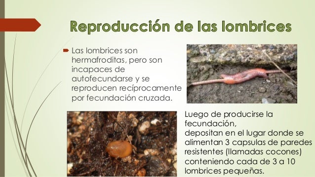 Si es posible adelgazar por las lombrices