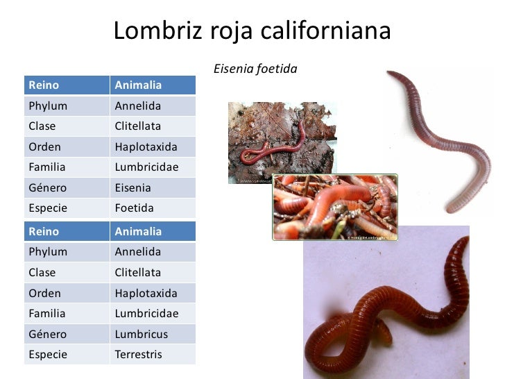 Las setas los parásitos del álamo temblón