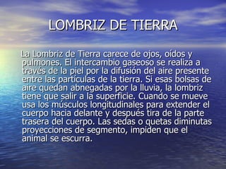 LOMBRIZ DE TIERRA ,[object Object]