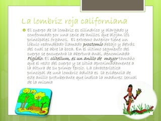 La lombriz roja californiana 
 El cuerpo de la lombriz es cilíndrico y alargado y 
conformado por una serie de anillos que alojan los 
principales órganos. El extremo anterior tiene un 
lóbulo redondeado llamado prostomio debajo y detrás 
del cual se abre la boca. En el último segmento del 
cuerpo se encuentra la abertura anal, denominada 
Pigidio. El clitellum, es un anillo de mayor tamaño 
que el resto del cuerpo y se sitúa aproximadamente a 
la altura de su primer tercio. La característica 
principal de una lombriz adulta es la evidencia de 
este anillo protuberante que indica la madurez sexual 
de la misma 
 