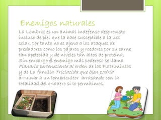Enemigos naturales 
La Lombriz es un animal indefenso desprovisto 
incluso de piel que la hace susceptible a la luz 
solar, por tanto no es ajena a los ataques de 
predadores como los pájaros y roedores por su carne 
tan apetecida y de niveles tan altos de proteína. 
Sin embargo el enemigo más poderoso se llama 
Planaria perteneciente al orden de los Platelmintos 
y de La familia Triclacida que bien podría 
arruinar a un lombricultor arrasando con la 
totalidad del criadero si lo permitimos. 
 