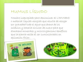 HUMUS LÍQUIDO 
Nombre inapropiado para denominar al LIXIVIADO 
o material líquido recogido que resulta de recoger 
por gravedad toda el agua que drena de los 
módulos y hacerla circular de nuevo para que 
almacene minerales y microorganismo benéficos 
que la planta recibe al ser suministrados en 
aplicación foliar. 
 