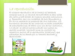 La reproducción 
El sistema reproductivo de la lombriz es bastante 
complejo pues es un animal hermafrodita; es decir posee 
dos sexos y está dotado de órganos sexuales masculinos 
y femeninos, pero son incapaces de auto fecundarse y 
por ello es necesaria la presencia del otro individuo. Los 
encuentros sexuales de las lombrices no están precedidos 
de manifestaciones de afecto sino son de tipo instintivo. 
La cópula se realiza entrecruzando sus cuerpos en 
sentido invertido logrando poner en contacto los 
respectivos anillos de la reproducción (clitellum), que 
sobresalen de los demás por su tamaño abultado y 
desarrollado. 
