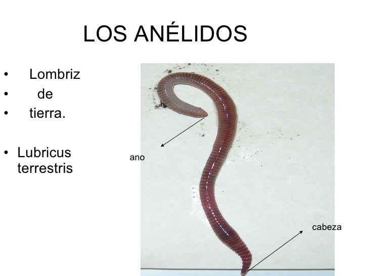 Lombriz de tierra0
