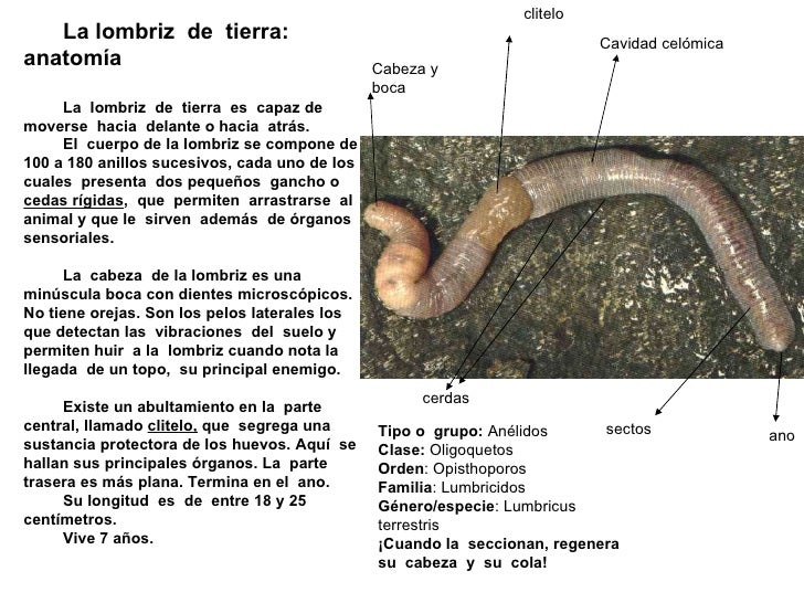 Lombriz De Tierra0