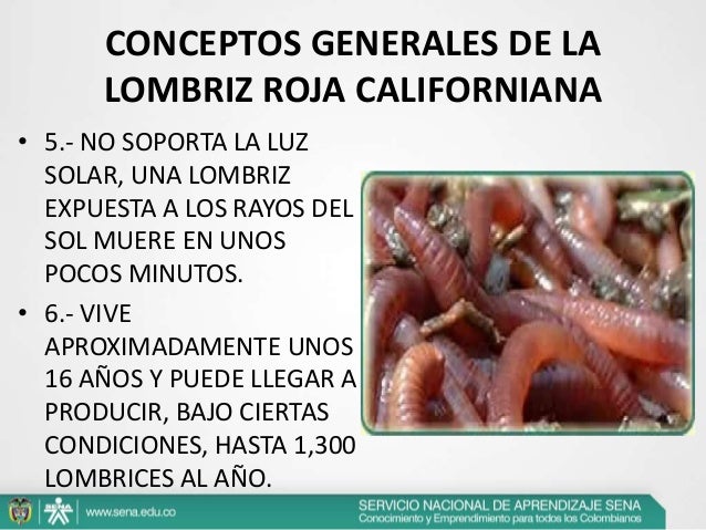 El tipo de los helmintos nematody