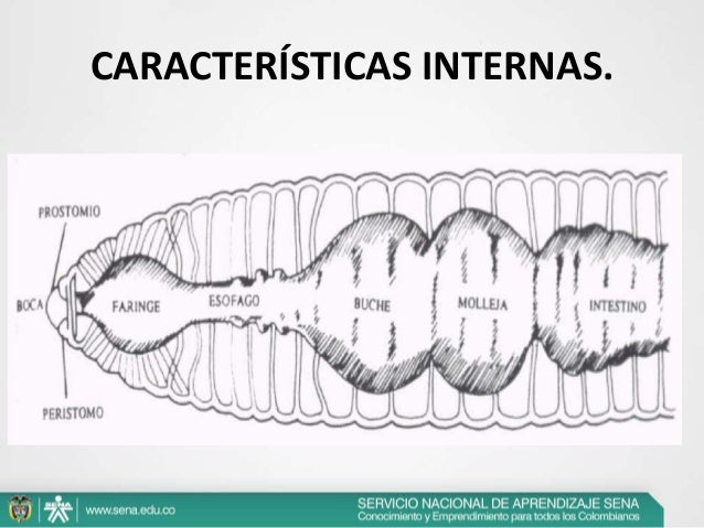 Lombriz roja californiana
