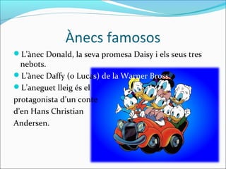Ànecs famosos
L’ànec Donald, la seva promesa Daisy i els seus tres
  nebots.
L’ànec Daffy (o Lucas) de la Warner Bross.
L’aneguet lleig és el
protagonista d’un conte
d’en Hans Christian
Andersen.
 