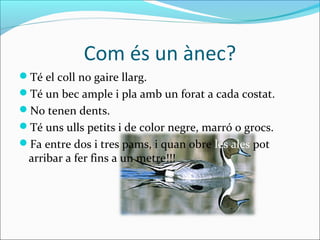 Com és un ànec?
Té el coll no gaire llarg.
Té un bec ample i pla amb un forat a cada costat.
No tenen dents.
Té uns ulls petits i de color negre, marró o grocs.
Fa entre dos i tres pams, i quan obre les ales pot
  arribar a fer fins a un metre!!!
 
