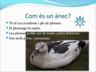 Com és un ànec?
Té el cos arrodonit i ple de plomes.
El plomatge és espès.
Les plomes poden ser de molts colors diferents.
Són molt polits i presumits.
 