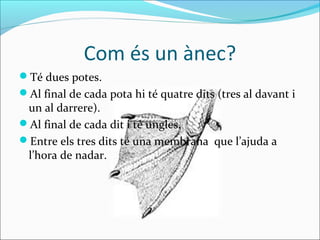 Com és un ànec?
Té dues potes.
Al final de cada pota hi té quatre dits (tres al davant i
 un al darrere).
Al final de cada dit i té ungles.
Entre els tres dits té una membrana que l’ajuda a
 l’hora de nadar.
 