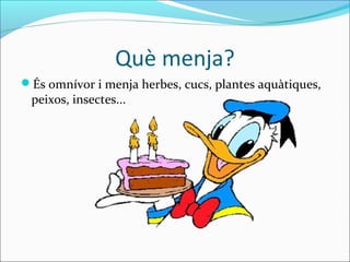 Què menja?
És omnívor i menja herbes, cucs, plantes aquàtiques,
 peixos, insectes...
 