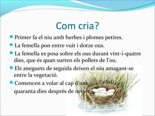 Com cria?
Primer fa el niu amb herbes i plomes petites.
La femella pon entre vuit i dotze ous.
La femella es posa sobre els ous durant vint-i-quatre
 dies, que és quan surten els pollets de l’ou.
Els aneguets de seguida deixen el niu amagant-se
 entre la vegetació.
Comencen a volar al cap d'uns
 quaranta dies després de néixer.
 