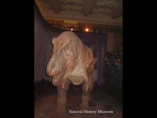 Natural History Museum 