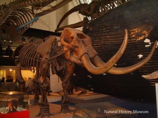 Natural History Museum 