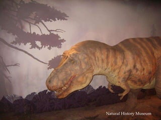 Natural History Museum 