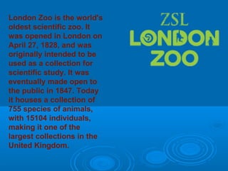 London Zoo is the world's
oldest scientific zoo. It
was opened in London on
April 27, 1828, and was
originally intended to be
used as a collection for
scientific study. It was
eventually made open to
the public in 1847. Today
it houses a collection of
755 species of animals,
with 15104 individuals,
making it one of the
largest collections in the
United Kingdom.
 