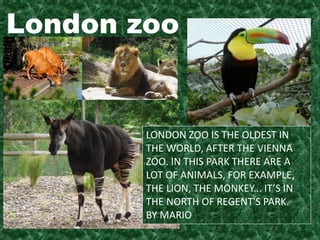 London zoo
LONDON ZOO IS THE OLDEST IN
THE WORLD, AFTER THE VIENNA
ZOO. IN THIS PARK THERE ARE A
LOT OF ANIMALS, FOR EXAMPLE,
THE LION, THE MONKEY... IT’S IN
THE NORTH OF REGENT'S PARK.
BY MARIO
 