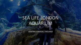 Click to edit Master subtitle style
SEA LIFE LONDON
AQUARIUM
CENTRAL LONDON, ENGLAND
 
