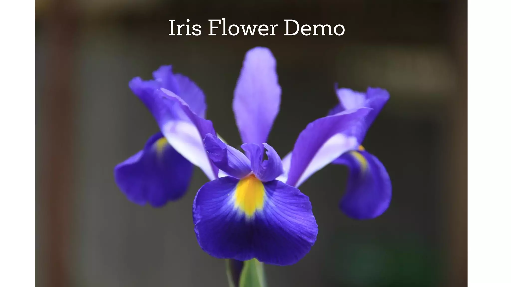 Iris Flower Demo
 