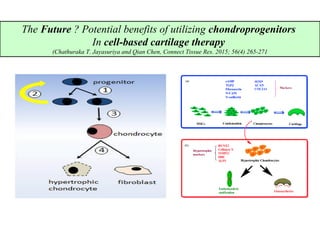 The Future ? Potential benefits of utilizing chondroprogenitors
In cell-based cartilage therapy
(Chathuraka T. Jayasuriya and Qian Chen, Connect Tissue Res. 2015; 56(4) 265-271
 