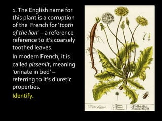1.The English name for
this plant is a corruption
of the French for ‘tooth
of the lion’ – a reference
reference to it’s coarsely
toothed leaves.
In modern French, it is
called pissenlit, meaning
‘urinate in bed’ –
referring to it’s diuretic
properties.
Identify.
 